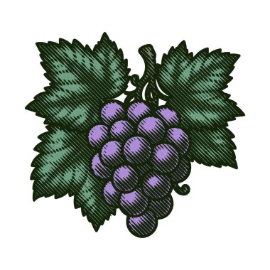 Üzüm tasarımı şablonu. Şarap, üzüm bağı, zarif, lüks vektör çizimi