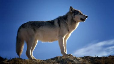 Yalnız kurt, kayalık bir tepenin üstünde uluyor.
