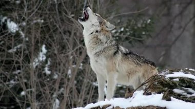 Yalnız kurt, kayalık bir tepenin üstünde uluyor.