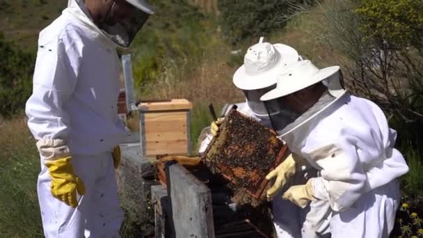 Biavlere Arbejder Indsamle Honning Økologisk Sundt Biavlsbegreb – Stock-video