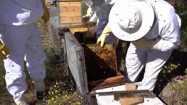 Бджолярі Працюють Щоб Збирати Мед Концепція Органічного Здорового Бджільництва — стокове відео