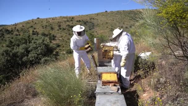 養蜂家は蜂蜜を集めるために働いている 有機的で健康的な養蜂の概念 — ストック動画