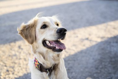 Neşeli ve neşeli bir golden retriever Parlak, neşeli bir gülümseme ile Güzel, güneşli bir açık hava ortamında