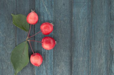 Mavi ahşap vintage arkaplan üzerinde yaban elması veya Sibirya yaban elması (Malus baccata), kopya alanı ile üst görünüm