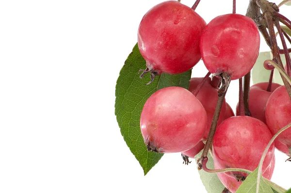 Branch Crabapple Siberian Crab Apple Malus Baccata Isolated White Background — Stock Photo, Image