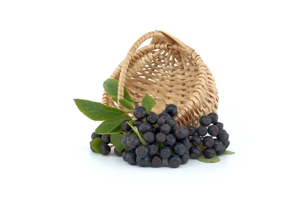 Aronia Comunemente Conosciuta Come Chokeberry Con Foglie Bacche Aronia Appena — Foto Stock