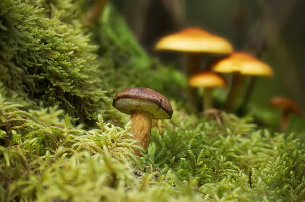 Цап Boletus Mushroom Растущий Пышной Зеленой Грядке Лесу Вид Низким — стоковое фото