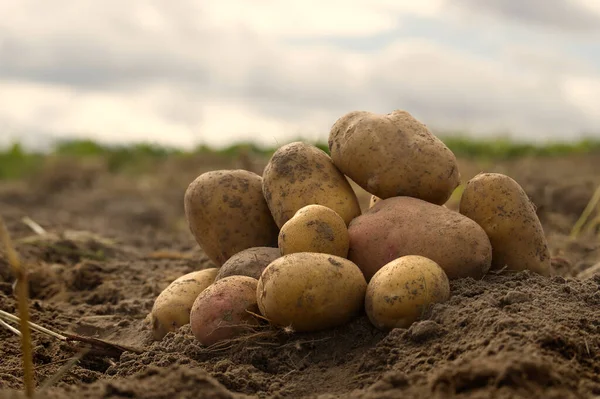 Heap Newly Dug Harvested Potatoes Low Angle View Rich Brown — Stock Photo, Image