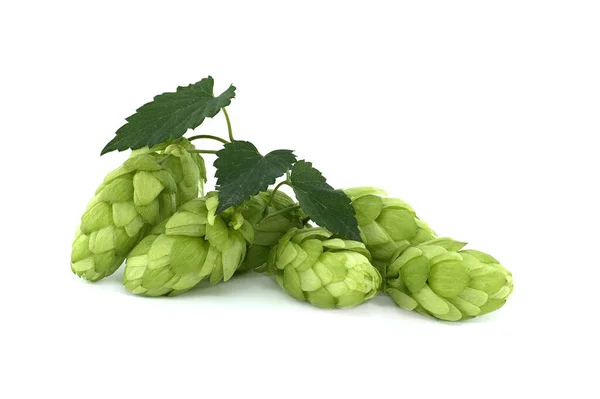 Fresh Green Hops Branch Isolated White Background Hop Cones Leaf — Stockfoto