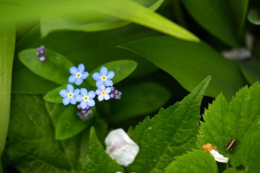 Myosotis alpestris - 