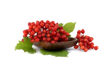 Guelder Rose veya Viburnum Opulus beyaz arka planda izole edilmiş böğürtlen ve yapraklar eker