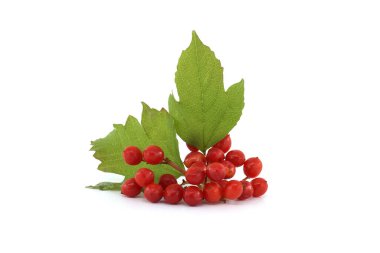 Viburnum opulus veya Guelder Rose dutları ve beyaz arka planda izole edilmiş yapraklar