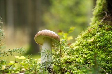 Vahşi Cep ya da Boletus Mantarı, meşe yaprağının altındaki bir ormanda yemyeşil yosunlarda yetişiyor.