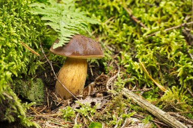 Pine Bolete ya da Boletus Pinophilus Mantarı ormandaki yemyeşil yosunlarda yetişiyor.