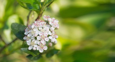 White and pink apple tree blossoms against green foliage blurred background, banner size image with free copy space for text