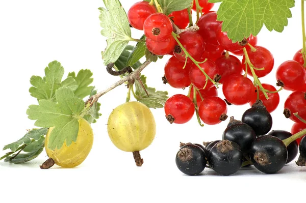 Fresh Ripe Redcurrant Branch Blackcurrant White Currant Gooseberry Isolated White — Zdjęcie stockowe