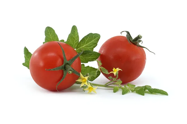 Red Tomatoes Branch Green Leaves Yellow Flowers Isolated White Background — Stock Photo, Image