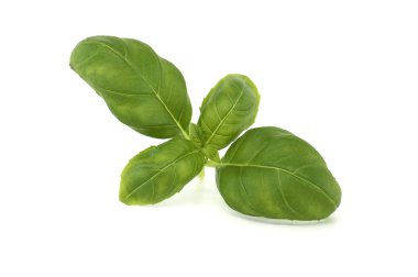 Fresh sprig of basil (Ocimum basilicum) isolated on white background