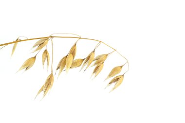 Common oat (Avena sativa) branch with ready to harvest oats grains isolated on white background