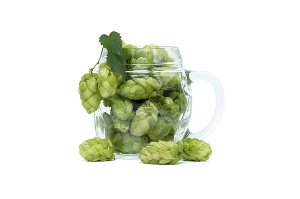 Frische Grüne Hopfenzapfen Einem Gläsernen Bierkrug Isoliert Auf Weißem Hintergrund — Stockfoto