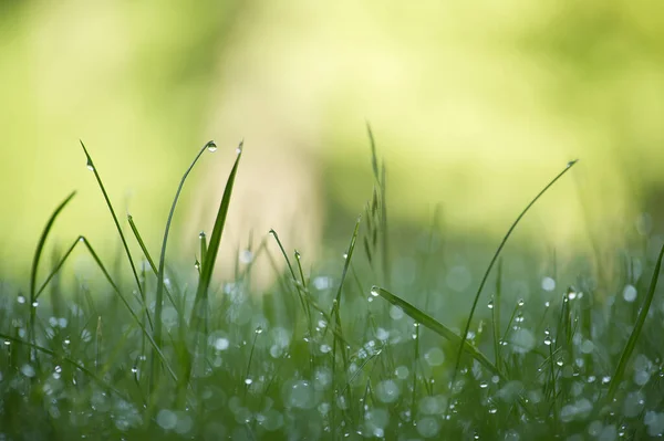Morgentaustropfen Oder Regentropfen Glitzern Auf Den Blättern Des Grashalmes Die — Stockfoto