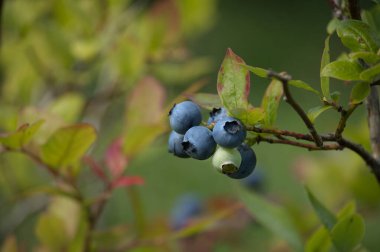 Yaban mersinini bir kümede olgunlaştırmak açık bir çalılıkta yaz güneşinde fotokopi alanı ile yakın mesafede
