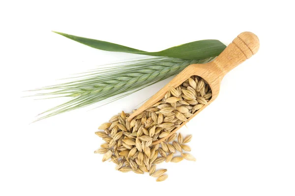 stock image Barley grain seeds (Hordeum vulgare) spilling from wooden scoop near to barley ears over white background