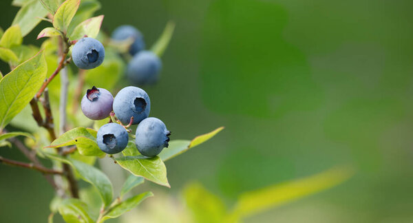 Ripening blueberry in a cluster on a bush outdoors in summer sunshine in close up. Banner size image with copy space