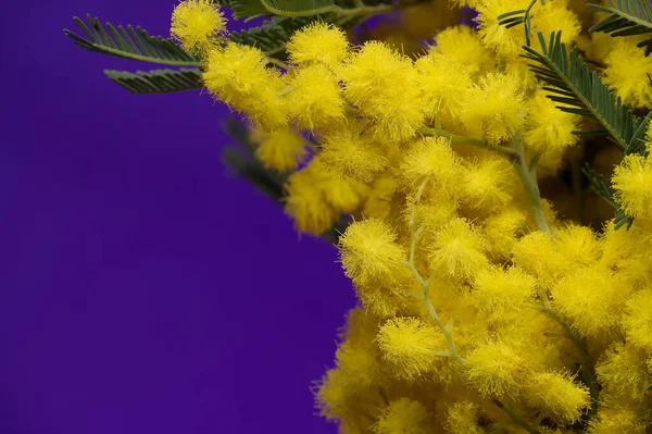 Acacia dealbata, silver wattle or mimosa flowers in close-up over blue background. Mimosa (silver wattle) branch