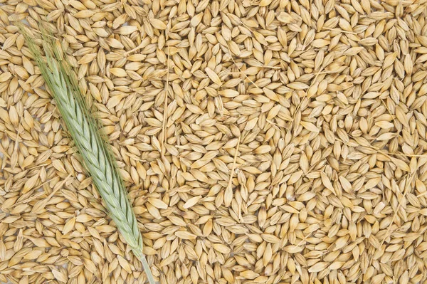 stock image Barley seeds with the outer husk and barley ears, background and surface of barley grains (Hordeum vulgare)