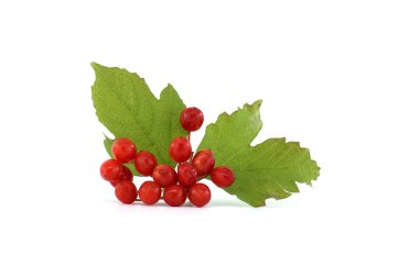 Viburnum opulus veya Guelder Rose dutları ve beyaz arka planda izole edilmiş yapraklar