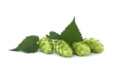Beyaz arka plana karşı yeni atlayış dalı (Humulus lupulus)