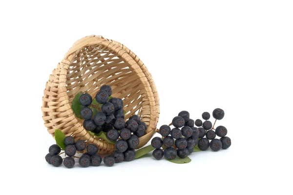 Aronia Commonly Known Chokeberry Leaves Freshly Picked Homegrown Aronia Berries — Foto de Stock