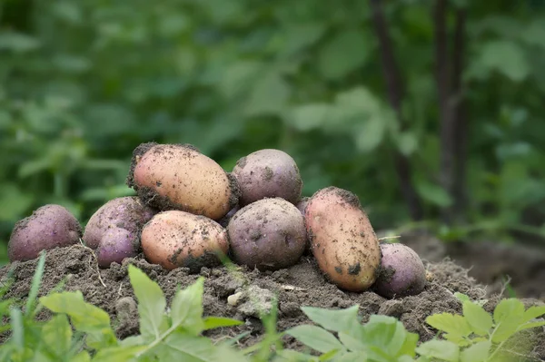 New Potato Harvest Pile Freshly Dug Multicolored Potatoes —  Fotos de Stock
