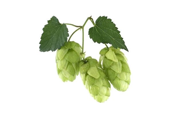 Hop Cones Leaf Fresh Green Hops Branch Isolated White Background — Stockfoto