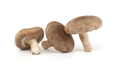 Fresh shiitake mushrooms isolated on white background. Lentinula edodes - medicinal herbs and fungi