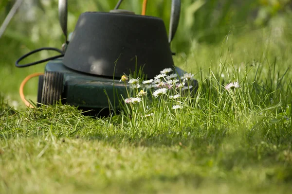 低角地面绿地草坪上的电动割草机和精致的白色和粉色春花 — 图库照片