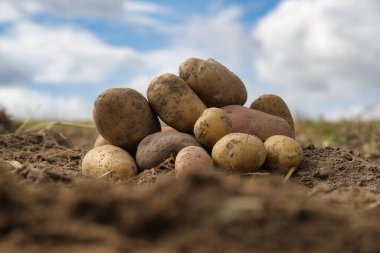 Yeni kazılmış ya da hasat edilmiş patates yığını zengin kahverengi toprağa düşük açılı bir bakış açısıyla gıda ekimi kavramında