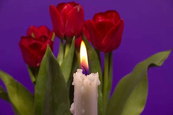 Горящие Свечи Красные Тюльпаны Фиолетовом Фоне — стоковое фото