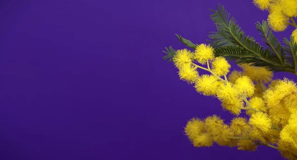미모사 꽃들이 클로즈업되어 있습니다 Acacia Dealbata Branch 크기의 이미지 — 스톡 사진