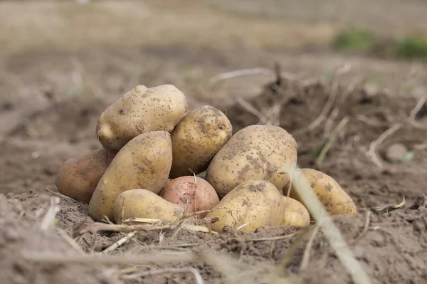 Recién Excavadas Cosechadas Patatas Campo Agrícola Familiar Orgánico Una Visión —  Fotos de Stock