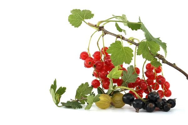 Fresh Ripe Redcurrant Branch Blackcurrant White Currant Gooseberry Isolated White — Zdjęcie stockowe