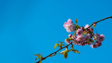 Mavi gökyüzüne karşı çiçek açan pembe sakura dalları. Sakura çiçekli güzel doğa sahnesi
