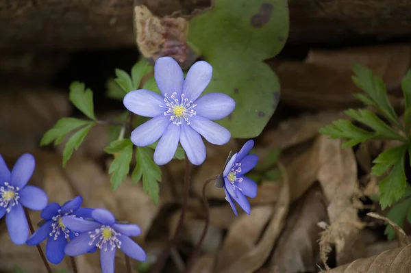Kék Hepatica Nobilis Liverleaf Korai Virágzó Tavaszi Növények Anemone Hepatica — Stock Fotó
