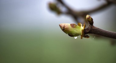 Avrupa at kestanesi yaprağı tomurcuğu, İlkbaharda Aesculus hipokastanum, kopya alanı olan pankart boyutu