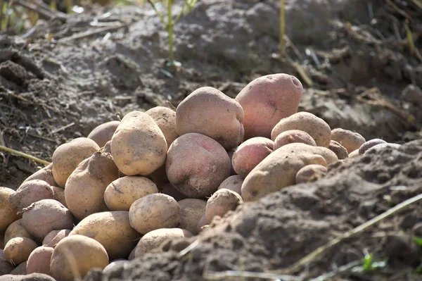 Pile Newly Harvested Multicolored Potatoes Farm Field Concept Food Cultivation —  Fotos de Stock