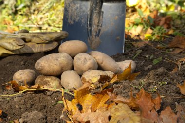Yeni kazılmış ya da biçilmiş patates ve organik bir aile tarlasında kürek düşük açılı gıda yetiştirme kavramı.