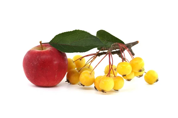 赤りんごや黄色のヨーロッパ産蟹りんごや野生のりんご マルスシルベストリス が白い背景に隔離されています — ストック写真