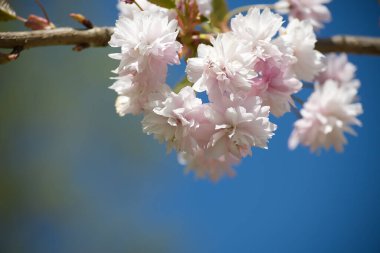 Mavi gökyüzüne karşı çiçek açan pembe sakura dalları. Ücretsiz kopyalama alanı olan bahar çiçeği arkaplanı