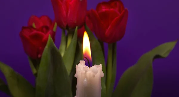 在紫色背景下燃烧蜡烛和红色郁金香的横幅尺寸图像 并留有免费的文字复制空间 — 图库照片